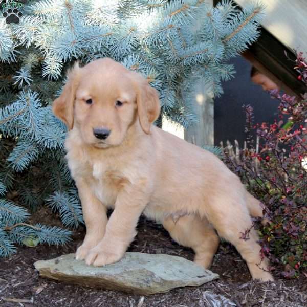 Jerry, Golden Retriever Puppy